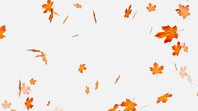 Falling autumn leaves backgrounds - isolated and loopable, Orange and brown autumn maple leaves falling gently against,
Autumnal maple leaves rotation on white background.