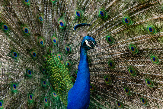 View of a peacock displaying its vibrant plumage with fanned tail feathers at the Ardastra Gardens and Wildlife Conservation Centre in Nassau, New Providence, The Bahamas.
