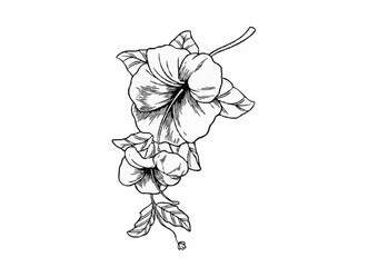 Elegant Hibiscus Blossom Engraving Style Floral Vector for Decorative Botanical Art © gagan