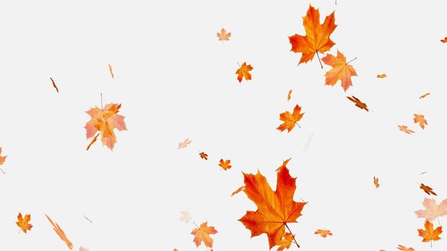 Falling autumn leaves backgrounds - isolated and loopable, Orange and brown autumn maple leaves falling gently against,
Autumnal maple leaves rotation on white background.