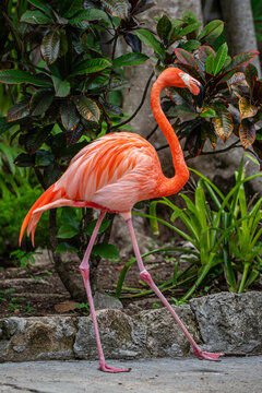 View of a vibrant pink flamingo walking past lush tropical foliage and stone borders at Ardastra Gardens and Wildlife Conservation Centre in Nassau, New Providence, The Bahamas.