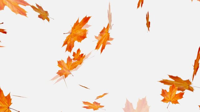 Falling autumn leaves backgrounds - isolated and loopable, Orange and brown autumn maple leaves falling gently against,
Autumnal maple leaves rotation on white background.