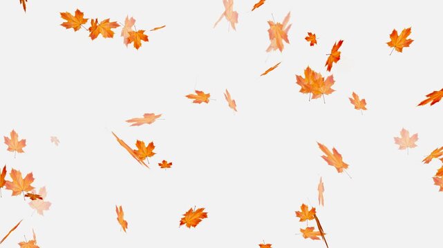 Falling autumn leaves backgrounds - isolated and loopable, Orange and brown autumn maple leaves falling gently against,
Autumnal maple leaves rotation on white background.