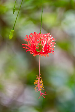 View of a red fringed hibiscus flower hanging from a green stem with a blurred tropical background at Ardastra Gardens Wildlife Conservation Centre Nassau, New Providence, The Bahamas.