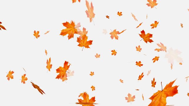 Falling autumn leaves backgrounds - isolated and loopable, Orange and brown autumn maple leaves falling gently against,
Autumnal maple leaves rotation on white background.