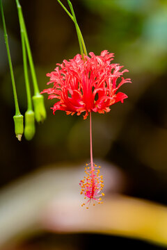View of a red fringed hibiscus flower with delicate petals and a long stamen at Ardastra Gardens and Wildlife Conservation Centre, Nassau, New Providence, The Bahamas.