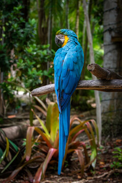 View of a blue-and-yellow macaw perched on a branch among lush tropical foliage at Ardastra Gardens and Wildlife Conservation Centre in Nassau, New Providence, The Bahamas.