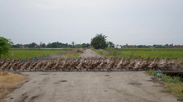 Large flock of ducks crossing rural farm road surrounded by rice fields in Indonesia