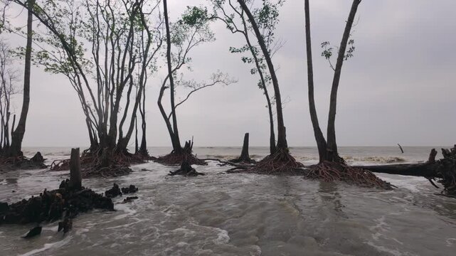Dirty ocean waves break onto rugged Sundarbans mangrove trees, nature