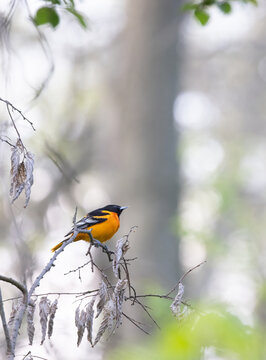 North American Oriole in a softly lit woodland habitat in springtime at Pelee National Park Ontario