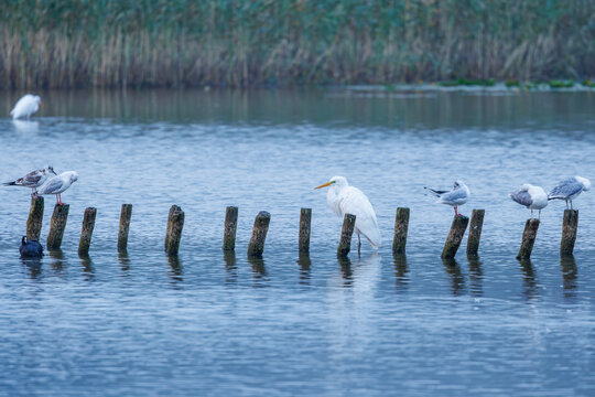 View of great egrets and seagulls perched on wooden posts in the calm waters of Jezioro Lasmiady with reeds in the background Powiat elcki, Wojewodztwo warminsko, Poland.