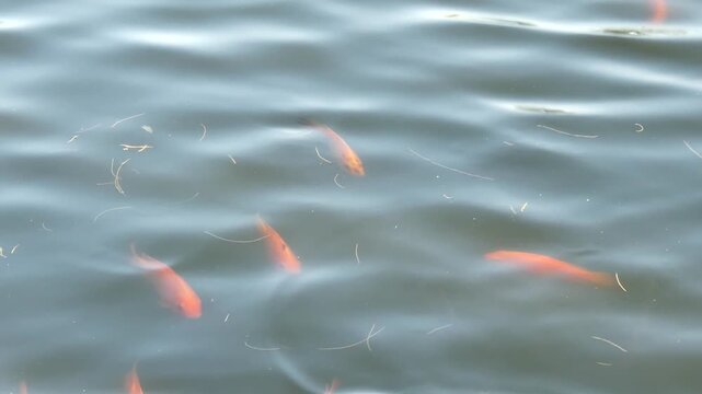 Shaky handheld footage of orange koi fish swimming beneath rippling water surface creating organic patterns and