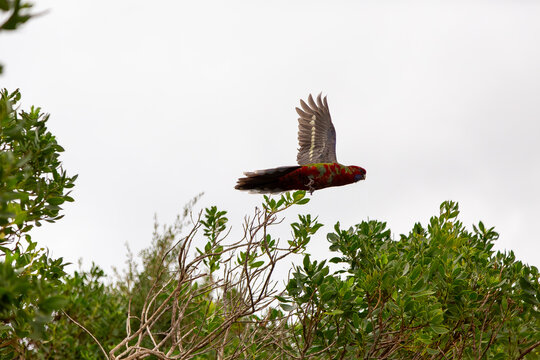 Crimson rosella flying above green tree canopy wild bird habitat