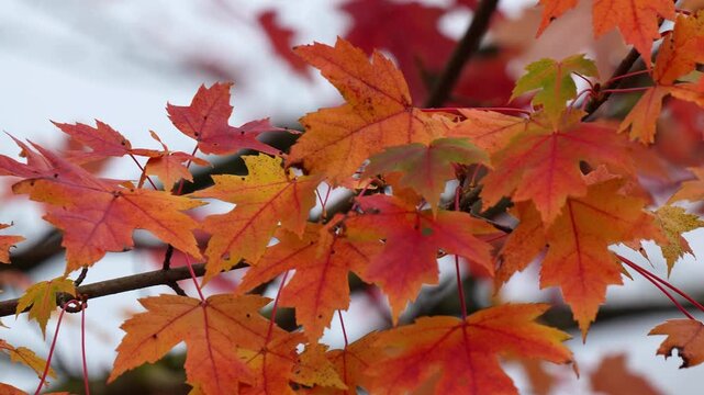 Maple leaves on a tree branch swaying gently during the autumn season in a peaceful forest park under soft daylight Slow motion 120fps 4k video footage