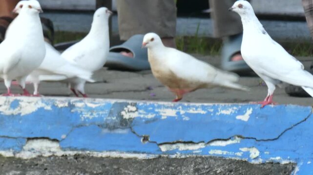 Group of white pigeons on a weathered blue curb, shaky handheld footage with motion blur and candid bird behavior