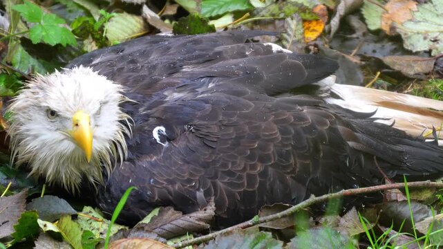 Bald eagle with wet feathers resting on damp autumn leaves on the forest floor and looking directly at the camera Slow motion 120fps 4k video footage