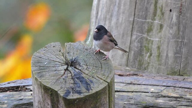 Dark-eyed junco bird perching on a weathered wooden log in a peaceful backyard garden Slow motion 120fps 4k video footage