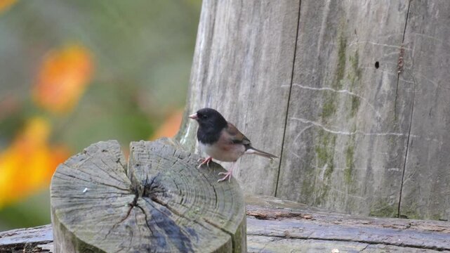 Dark-eyed junco bird perched on a weathered wooden stump in a garden during daytime Slow motion 120fps 4k video footage