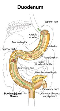 Anatomical diagram of the human duodenum with labels.