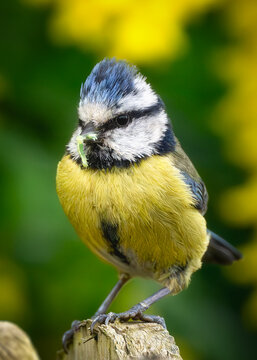 View of a blue tit bird with a green caterpillar in its beak perched on a wooden post in Oldtown, County Dublin, Ireland.