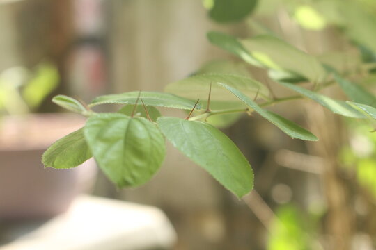 green bidara tree on the garden
