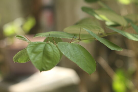 green bidara leaves on a tree