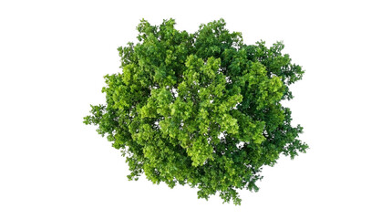 Obraz premium Top Down View of Lush Green Deciduous Tree Isolated on White Background for Architectural Landscape Design and Garden Planning