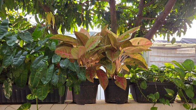 palm tree in the garden