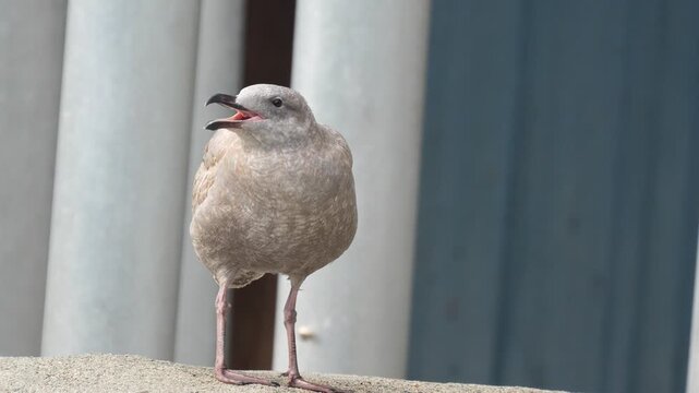 Seagull standing on a concrete ledge with an open beak against industrial metal pipes in natural daylight Slow motion 120fps 4k video footage