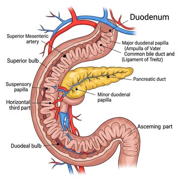 Detailed anatomical diagram of the duodenum and pancreas.