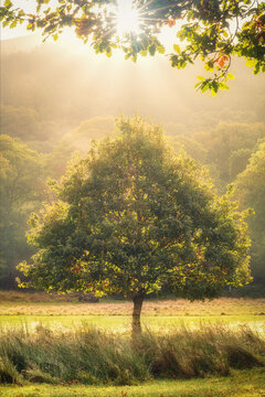 View of a lone tree standing in a grassy field with golden sun rays filtering through oak leaves and a misty forest background Glendalough, County Wicklow, Ireland.