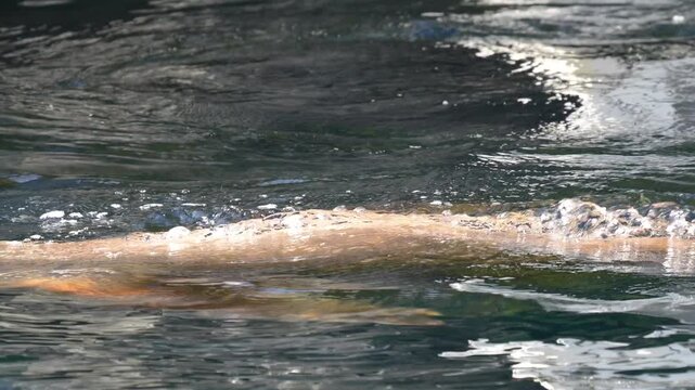 Amazon river dolphin swimming near the water surface in its natural habitat during a bright day Slow motion 120fps 4k video footage