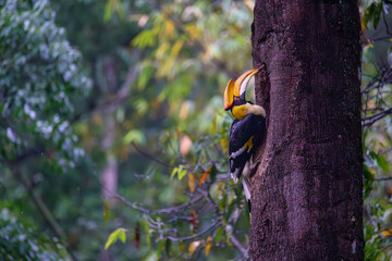 A hornbill is feeding its chicks in a hollow in a large tree. © nuwatphoto