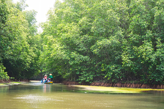 Tourists in a wooden boat exploring the lush green mangrove forest of Vam Sat