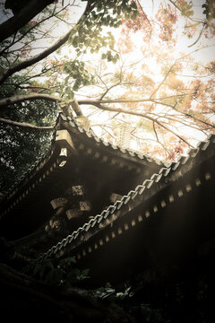 Divine sunbeams and light rays shining through trees at Minh Thanh Buddhist pagoda in Gia Lai, Vietnam