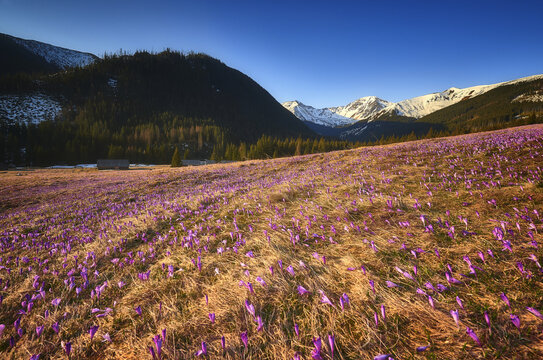 View of purple crocuses blooming in a mountain meadow with snow-capped peaks and evergreen forests under a clear blue sky in Tatra County, Lesser Poland, Poland.