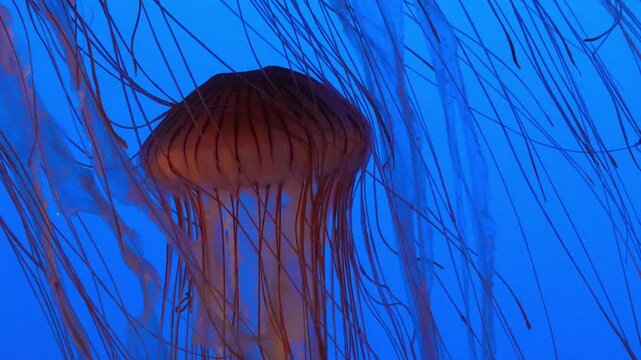 Sea nettle jellyfish drifting with long tentacles trailing in deep blue water under dramatic ambient lighting Slow motion 120fps 4k video footage