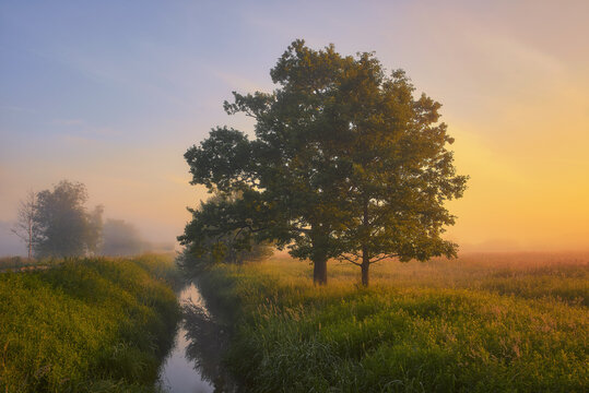 View of a large leafy tree standing in a lush green meadow by a narrow stream during a misty golden sunrise Alfredowka, Wojewodztwo podkarpackie, Poland.
