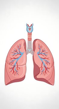 Colorful illustration of human lungs with bronchial tubes.