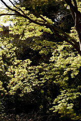 Fototapeta premium 神戸、離宮公園の花と噴水