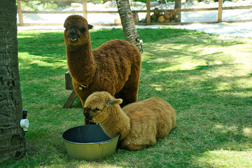 Naklejka premium Two cute fluffy alpacas relaxing on green grass