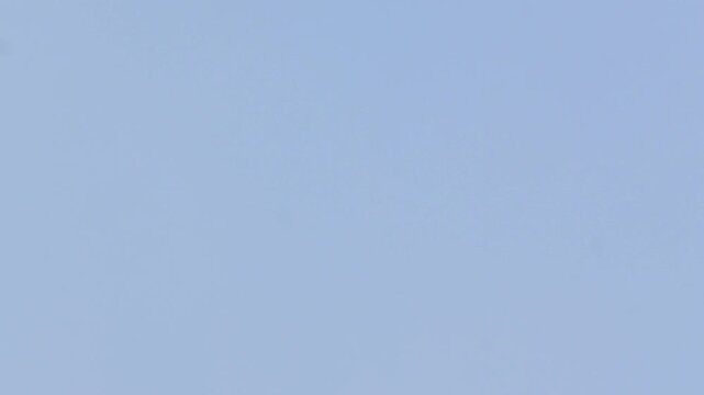 Bird soaring and flying alone across a clear blue sky on a bright sunny day Slow motion 120fps 4k video footage