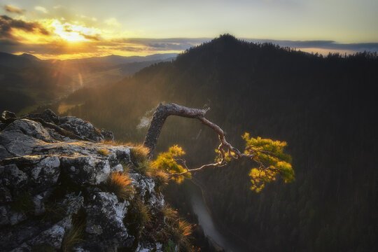 View of the iconic relic pine tree on Sokolica peak overlooking the Dunajec River gorge and forested mountains during a golden sunrise Nowy Targ County, Lesser Poland, Poland.
