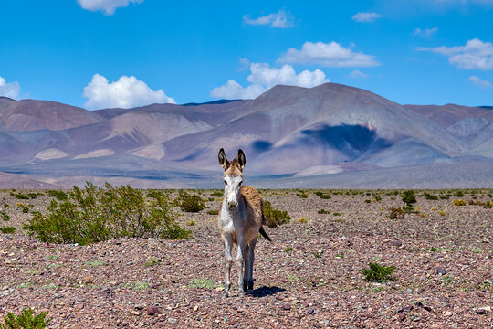 Wild Burros in Desert Landscape Under Dramatic Blue Sky