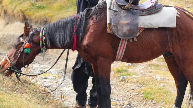 Brown horse with a traditional leather saddle standing on a rocky mountain path with its handler during a bright daytime trek Slow motion 120fps 4k video footage