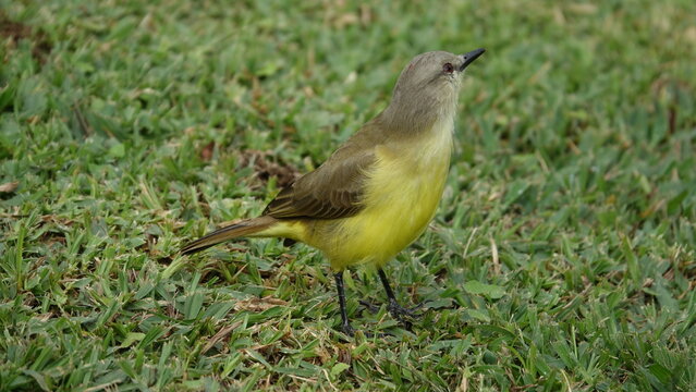 Cattle tyrant bird perched on green grass ground