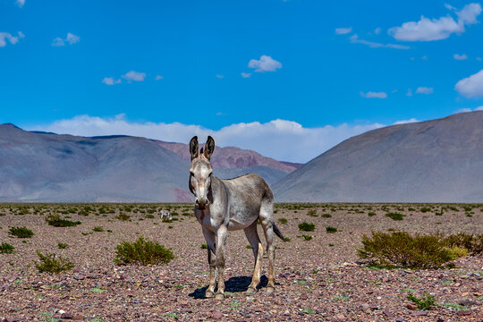 Wild Burros in Desert Landscape Under Dramatic Blue Sky