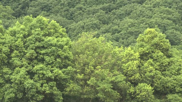 新緑の木々