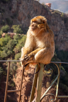 Barbary macaque (Macaca sylvanus) on a fence at Ouzoud Falls, Morocco