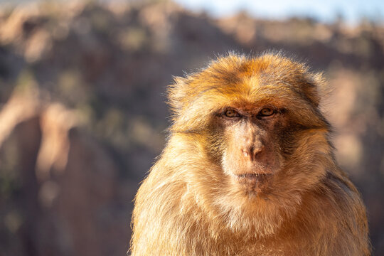 Close up of a barbary macaque (Macaca sylvanus) on a fence at Ouzoud Falls, Morocco